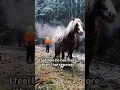 Lagu 🤯 Must watch 🤯You will shocked🤯 by this HORSE BREATH   #horsepower #hp #v8  #truck  #viralvideo #yt