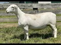 4532 Yearling Lamb Online at Tays Realty Auction LLC