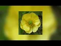 The Foundations - Build Me Up Buttercup (NIGHTCORE/SPED UP) 🏵