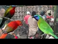 Download Lagu BURUNG BAHAN NYA  UDAH PADA RAJIN