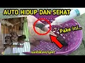 Lagu 100% HIDUP \u0026 SEHAT!! Cara Meloloh Burung Emprit I Makanan Burung Emprit Anakan I Kicau Man