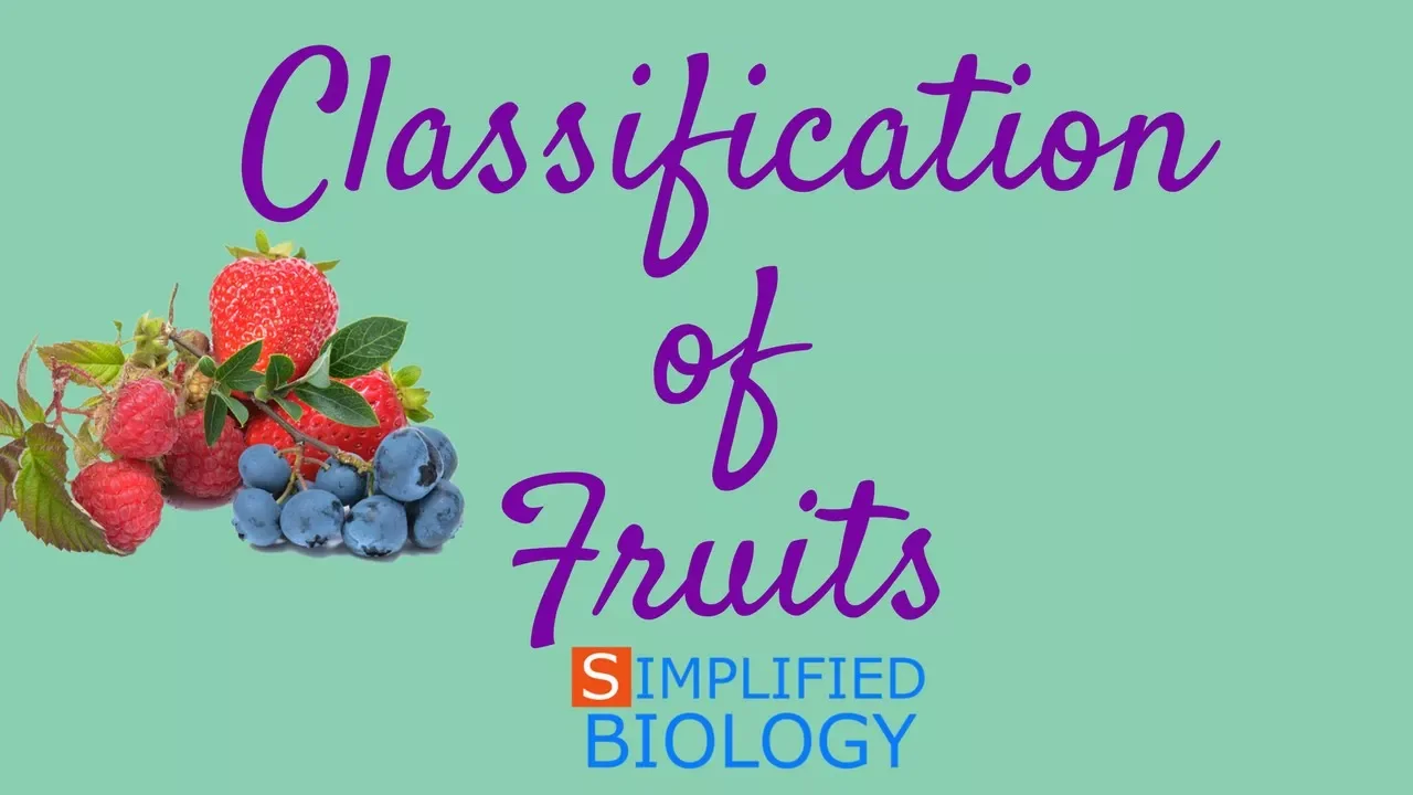 CLASSIFICATION OF FRUITS for NEET, AIIMS, AIPMT, JIPMER, PREMED