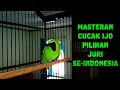 Download Lagu Masteran Cucak Ijo Full Isian Pilihan Juri Se Indonesia Juara 1