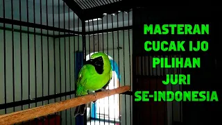 Download Masteran Cucak Ijo Full Isian Pilihan Juri Se Indonesia Juara 1 MP3
