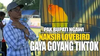 Download Lovebird Patah Leher GOYANG TIKTOK  | BUPATI CUP IV NGAWI MP3