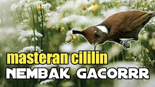 cililin nembak gacor masteran burung cililin super gacor
