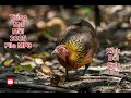 Download Lagu Tiếng Gà Mái Rừng Gọi Trông 2025 File MP3 | Kích Bổi Cực Êm Không Tạp Âm - Bẫy Gà Rừng 75 Huế