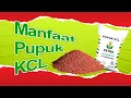 Lagu Kelebihan dan Kekurangan Pupuk KCL yang Penting untuk Diketahui Sebelum Digunakan untuk Tanaman