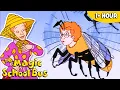 All About Insects Full Episodes The Magic School Bus