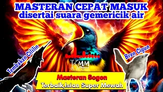 masteran sogon cepat masuk isian cililin sambung ciblek gunung suara jernih