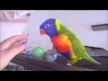 Download Lagu Talking Rainbow Lorikeet