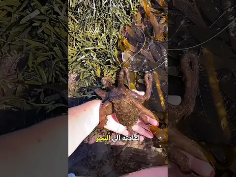 أخطبوط يذكر صديقه القديم! 🐙❤️