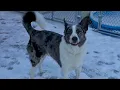 Introducing Ronnie he s a four-year-old Australian cattle dog mix