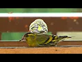 Download Lagu Čížek lesní (Carduelis spinus), Eurasian siskin, Чиж, Erlenzeisig, Czyż zwyczajny, Stehlík čížik