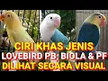 Download Lagu Banyak yang belum tahu II perbedaan Lovebird PB biola dan PF dilihat secara visual