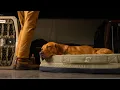INTRODUCING THE HOMESTEAD DOG BED GUNNER