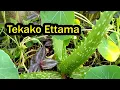 Download Lagu Tekako Etama Lye Mana Eddagala Lilino Lyanguya Video Eno Yabakyala