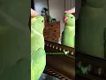 Download Lagu Yes I go “BEEP BEEP”  #pets #birds #talkingbirds #shorts