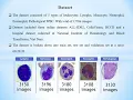 NaBIC 2020 paper 18 Automatic white blood cell classification using the combination of CNN and SVM
