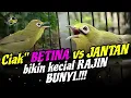 Download Lagu Kombinasi Ciak Kecial Kuning BETINA dan JANTAN Ampuh Bikin Keciap Jadi RAJIN BUNYI‼️