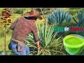 Agua Milagrosa del MAGUEY para Golpes y problemas Gastrointestinales