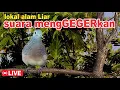 suara burung Perkutut Lokal Gacor di alam suara merangsang BUNYI CEPAT NYAUT