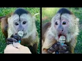 I interviewed more animals with a tiny mic