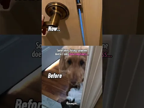They Used to Wait Together at the Door… Now Only One Remains 💔 #dog #sad #emotional