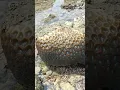 Download Lagu INI BATU LAUT ATAU KARANG?
