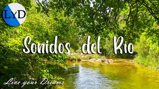 Fondo Relajante: Ruido Blanco del Río 🐸 Sonidos de la Naturaleza de Agua y Pájaros para Estudiar