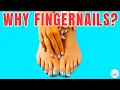 Why Do Humans Have Fingernails And Toenails