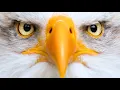 How Eagles See the World