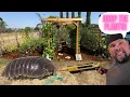 How to Keep Pill Bugs Rollie Pollie from Eating you Plant Starts