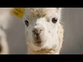 Alpacas In Research Vanderbilt Health Vanderbilt-Ingram Cancer Center