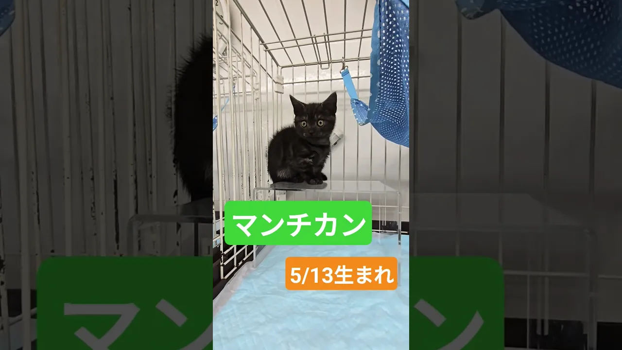 動画