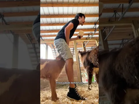 Never Turn Your Back On Farm Animals 😂💀 #FarmAnimals #FarmLife #fyp #shorts #viral
