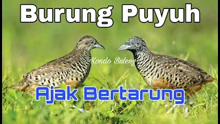 Download Suara pikat burung puyuh hutan MANTAP MP3