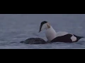 Download Lagu Trailer WAD, OVERLEVEN OP DE GRENS VAN WATER EN LAND