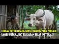 Download Lagu KISAH VIRAL !! TAK SENGAJA TOLONG KERBAU PUTIH, PEMUDA PENCARI BAMBU MENDAPAT KEAJAIBAN BESAR INI MP3