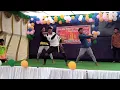 Download Lagu Gilli gilliga song performance by Parvathipuram ST hostel boys_SSD group Parvathipuram..