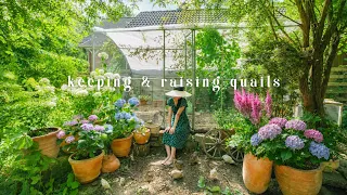 #193 complete guide to raising quails | egg incubation, raising quails, coop build