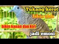 Download Lagu Perkutut lokal kerot suara mantap dan cocok juga buat pancingan perkutut lokal malas bunyi
