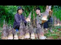 Download Lagu Harvesting Giant Mountain Bamboo Shoots to Dry for Preservation