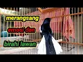 Download Lagu terapi pagi cocok buat mancing kacer supaya cepat bukor dan on