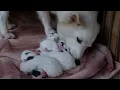 Meet Lexie s Adorable 5-Puppy Surprise Watch Their First Moments