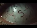 KXLLSWXTCH - COLLISION [Official Visualizer]