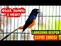 Lagu PANCINGAN MURAI BATU GACOR, SEKALI DENGAR AMPUH BIKIN MURAI APAPUN LANGSUNG EMOSI