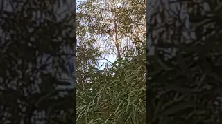 صوت الشحرور سبحان الله وبحمده 