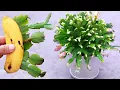 Christmas cactus propagated from bananas