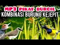 Download Lagu MP3 PIKAT PRENJAK,SOGON, DAN BURCIL KOMBINASI BURUNG KEJEPIT 